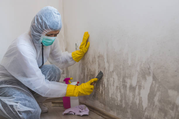 Best Bathroom Mold Remediation in Minonk, IL