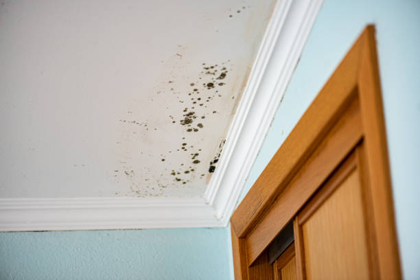 Best White Mold Remediation in Minonk, IL