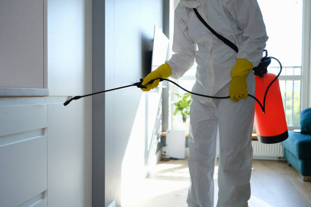 Best Post-Flood Mold Remediation in Minonk, IL